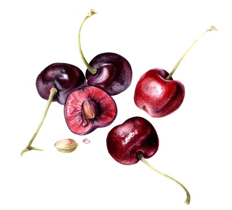 painted group of cherries