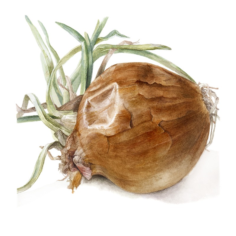 painting of onion